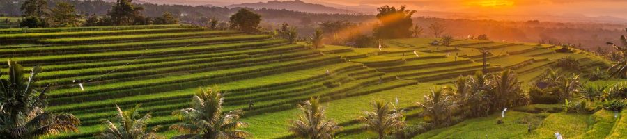 manuaba rice terrace